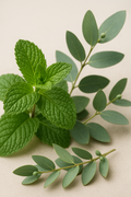 Gel douche naturel Menthe & Eucalyptus