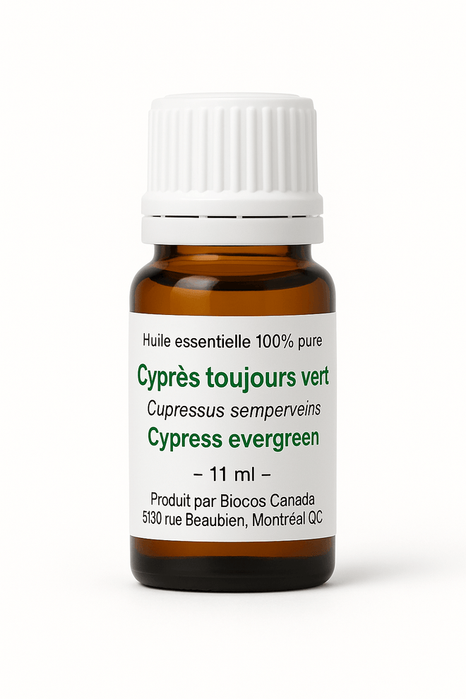 Cyprès toujours vert