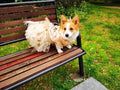 Fall Floral Dog Dress | Elegant Seasonal Dog Outfit