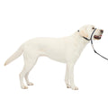 PetSafe Gentle Leader No-Pull Dog Headcollar - The Ultimate Solution to Pulling - Redirects Your Dog's Pulling for Easier Walks - Helps You Regain Control - Large, Charcoal 🍁 All In One Marketplace Canada