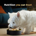 CESAR Wholesome Bowls Adult Wet Dog Food, Chicken Flavour, 85g (6 Pack) 🍁 All In One Marketplace Canada
