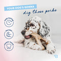 Benebone Puppy 4-Pack Dog Chew Toys for Gentle Chewers, Dog Bones, Small 🍁 All In One Marketplace Canada