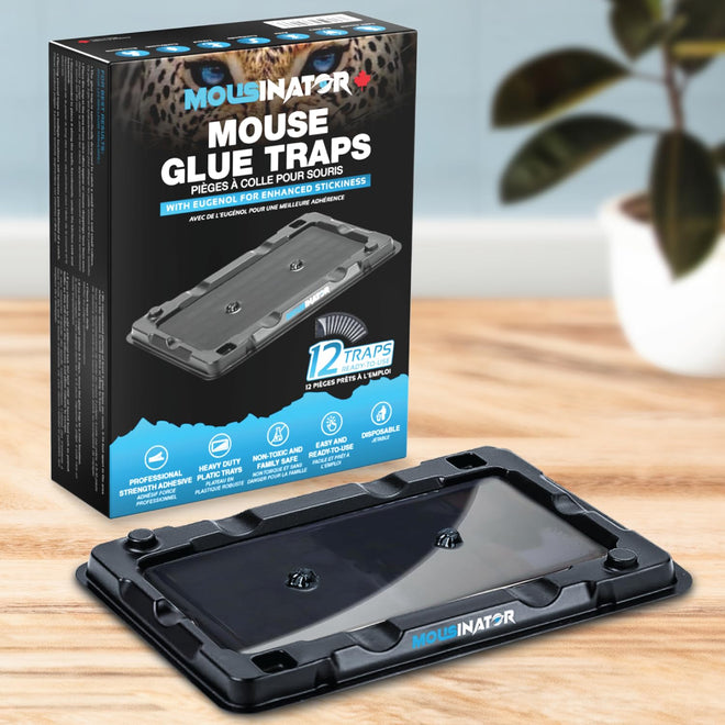 MOUSINATOR Mouse Glue Traps, 12-Pack, Heavier Plastic Glue Trap with Extra-Strong Adhesive for Small Mice, Sticky Mouse Trap for Indoor, Easy & Ready-to-Use 🍁 All In One Marketplace Canada