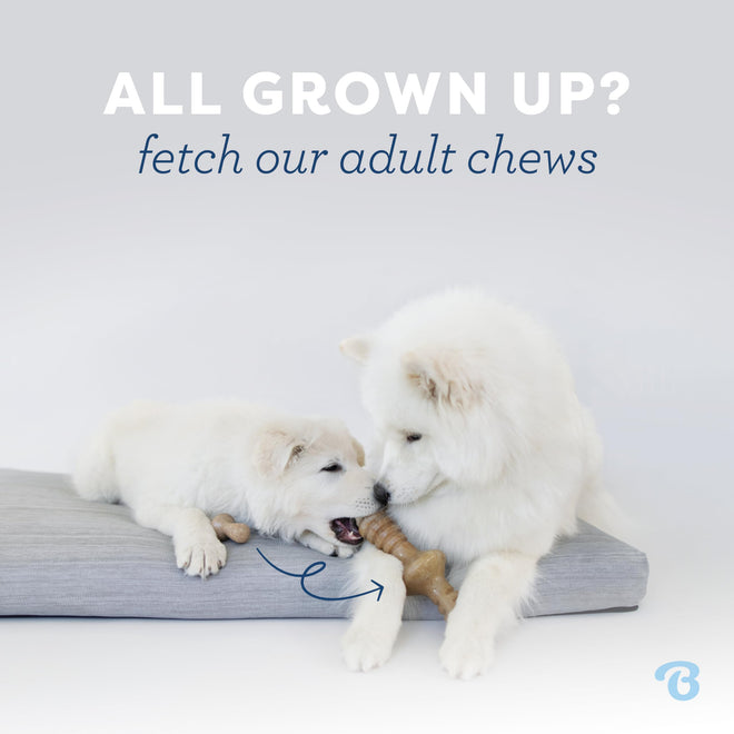 Benebone Puppy 2-Pack Maplestick/Zaggler Dog Chew Toys, Dog Bones, Tiny 🍁 All In One Marketplace Canada