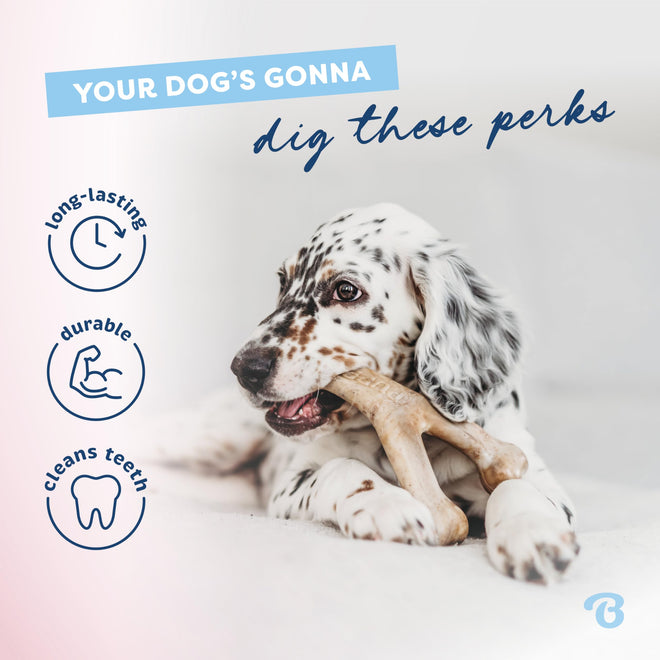 Benebone Puppy 2-Pack Dental Chew/Wishbone Dog Chew Toys, Real Bacon 🍁 All In One Marketplace Canada
