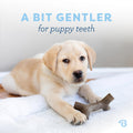 Benebone Puppy 2-Pack Maplestick/Zaggler Dog Chew Toys, Dog Bones, Tiny 🍁 All In One Marketplace Canada