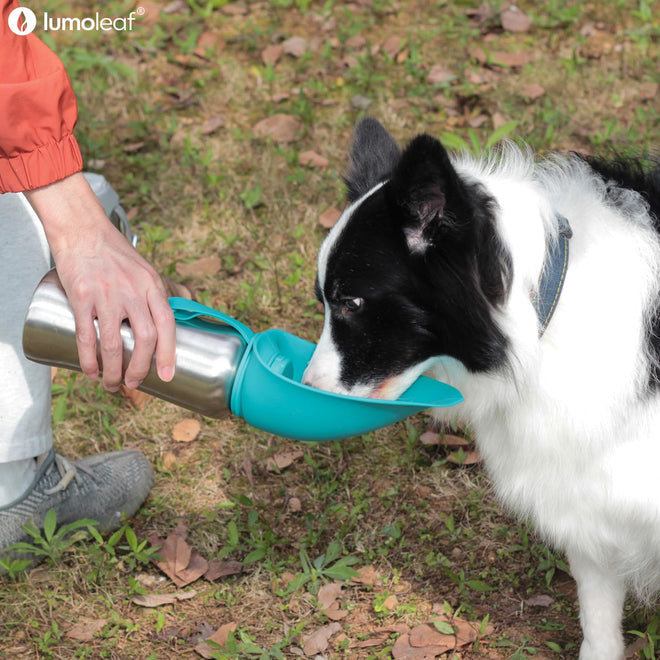 LumoLeaf Portable Dog Water Bottle 800 ml, Stainless Steel Pet Travel Water Bottle Dispenser for Walking, Hiking and Outdoor, Portable Water Bowl for Large Dogs (Blue) 🍁 All In One Marketplace Canada