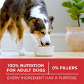 Purina ONE Dry Dog Food, Microbiome Balance Chicken & Rice - 14 kg Bag (1 Pack) 🍁 All In One Marketplace Canada