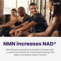 Herba NMN Supplement with Resveratrol – 500mg + 100mg | 100% Purity β-NMN & >99% Resveratrol | NAD Supplement Canada Made | NAD+ Precursor | 30 Capsules 🍁 All In One Marketplace Canada