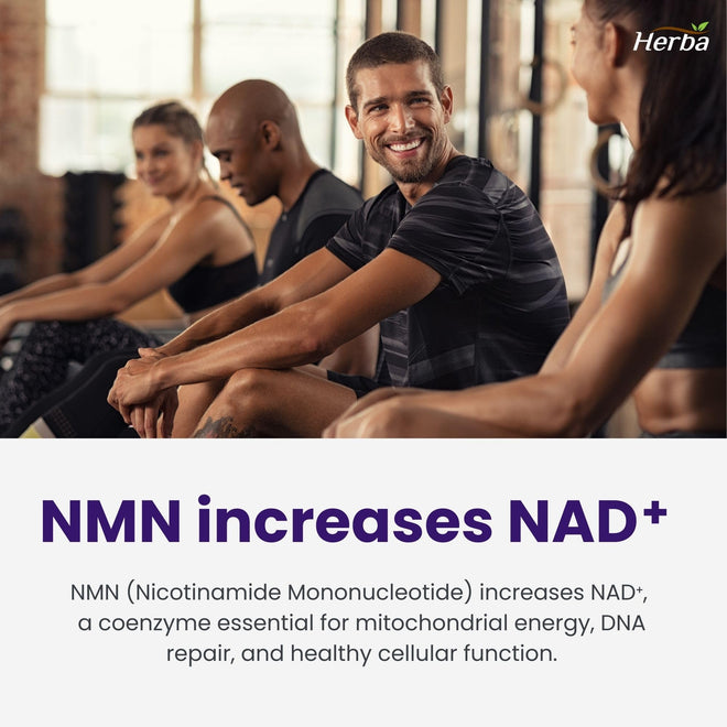 Herba NMN Supplement with Resveratrol – 500mg + 100mg | 100% Purity β-NMN & >99% Resveratrol | NAD Supplement Canada Made | NAD+ Precursor | 30 Capsules 🍁 All In One Marketplace Canada