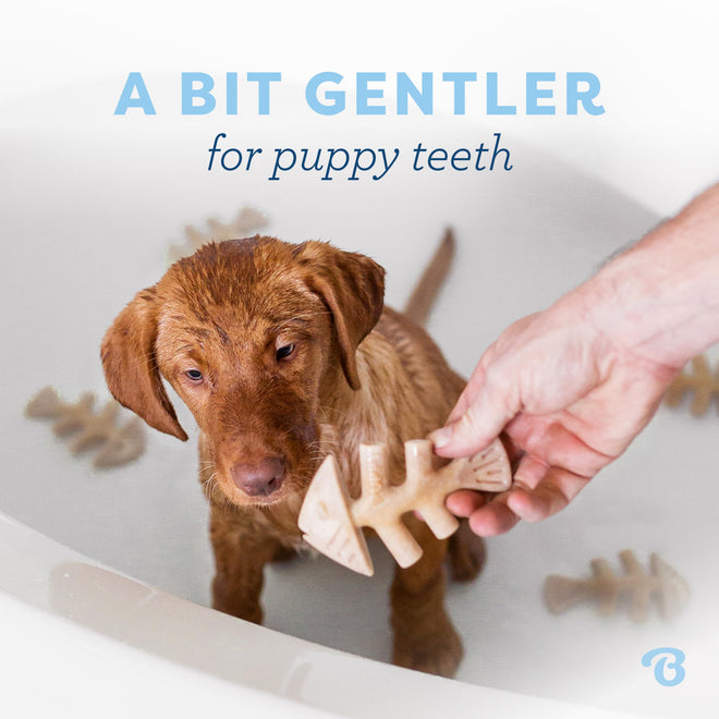 Benebone Puppy 4-Pack Dog Chew Toys for Gentle Chewers, Dog Bones, Small 🍁 All In One Marketplace Canada