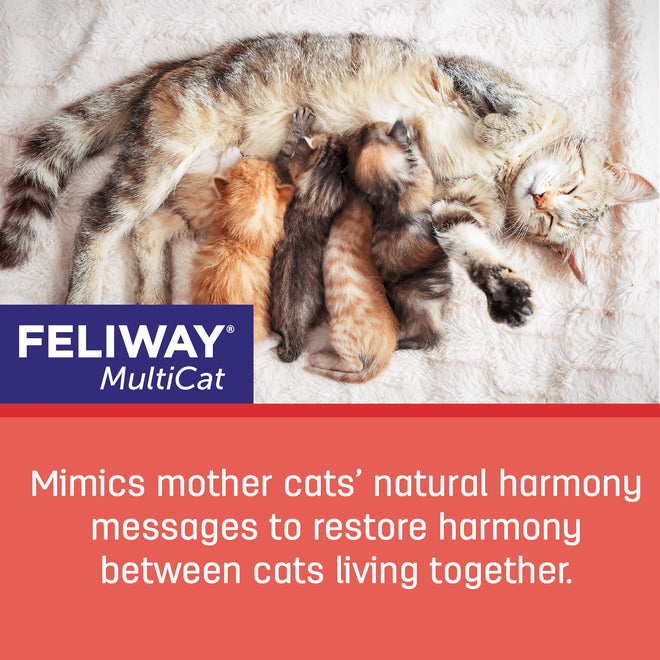 FELIWAY Friends Diffuser Refill, Promotes harmony between cats in multi-cat households, VHP Registered NN.X7C2, includes 1 Refill, Lasts 30 Days, Cat Calming Pheromones, 48ml 🍁 All In One Marketplace Canada