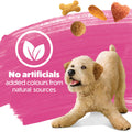 Beneful Originals Dry Dog Food, Real Salmon - 12.7 kg Bag 🍁 All In One Marketplace Canada