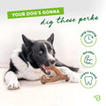 Benebone Wishbone Durable Dog Chew Toy for Aggressive Chewers, Real Bacon, Made in USA, Medium 🍁 All In One Marketplace Canada