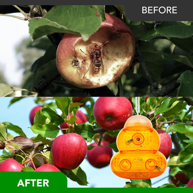 Aspectek Yellow Wasp Trap, 2 Pack, Outdoor Hanging Hornet, Yellow Jacket and Fly Catcher for Yard and Patio, Reusable, Easy Fill, Leak-Proof, Protect Garden, Patio, BBQ, Apple, Pear Trees, Berries 🍁 All In One Marketplace Canada