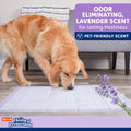 Hartz Home Protection Lavender Scented Dog Pads, 100 Count, Super Absorbent & Won't Leak, Odor Eliminating 🍁 All In One Marketplace Canada