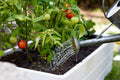 Miracle-Gro Organics Pure Hen Manure Fertilizer 3-1-2, 5kg | ECOCERT Organic All-Purpose Granules for Flowers, Veggies, Trees & Shrubs | Slow Release, Boosts Growth 🍁 All In One Marketplace Canada