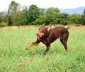 Chuckit! Ultra Ball Fetch Toy for Dogs, Medium Size 8 Pack with Cleaning Bucket 🍁 All In One Marketplace Canada