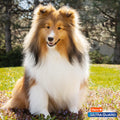 UltraGuard Pro Topical Flea & Tick Prevention for Dogs and Puppies - 14-28, 3 Monthly Treatments 🍁 All In One Marketplace Canada