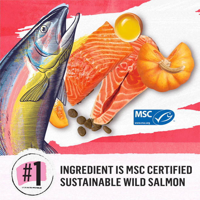 Beyond Superfood Blend Natural Dry Dog Food, Wild Caught Salmon, Egg & Pumpkin - 10.2 kg Bag 🍁 All In One Marketplace Canada