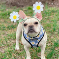 Daisy Harness