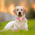 Personalized Custom Collars