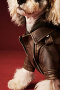 Lenny Dog Jacket | Dog Jacket for Cold Weather