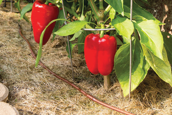 Rain Bird ET25-50S2 Drip Irrigation Pressure Compensating 1/4" Emitter Tubing, 12" Emitter Spacing, 50' Roll, Brown 🍁 All In One Marketplace Canada