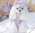 Lavender Dream Dress – Luxury Dog Dress