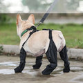 Vancouver Dog Boots | Waterproof Rain Dog Boots