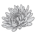 Couture Creations - Elegance Collection - Layering Stamp And Die Set - Aster Mini (4pc)