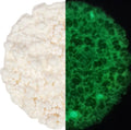 Cosmic Shimmer Fluffy Stuff Glow in the Dark 30 ml
