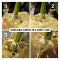 Root Rush Rooting & Cloning Powder