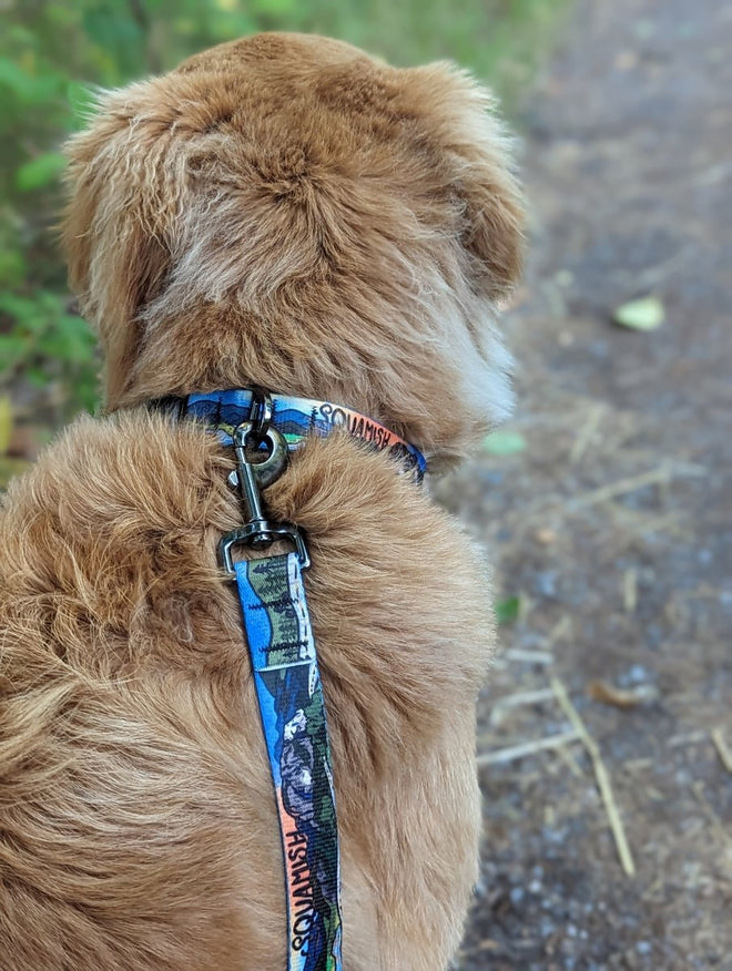 Squamish Collar