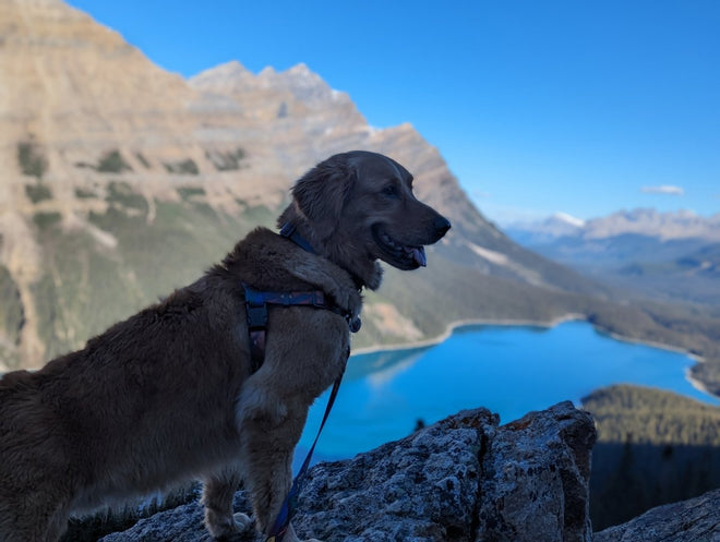 Midnight Sun Waterproof Adventure Harness