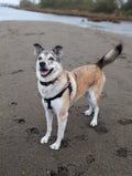 Raven Waterproof Adventure Harness