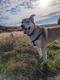 Raven Waterproof Adventure Harness