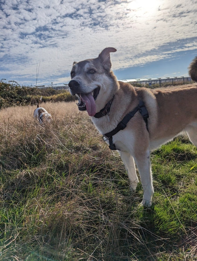 Raven Waterproof Adventure Harness