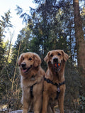 Blueberry Waterproof Adventure Harness