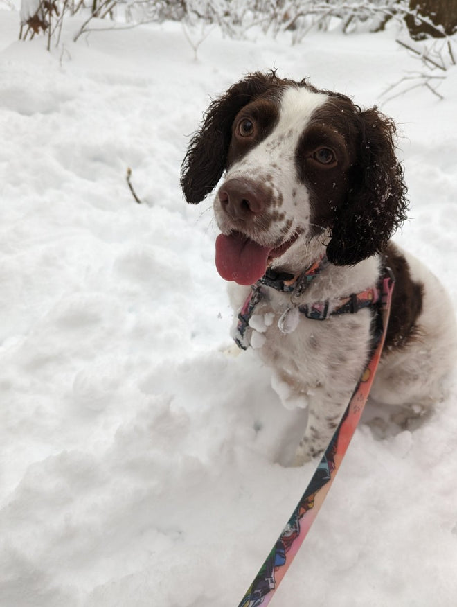 Sunrise Peaks Waterproof Adventure Harness