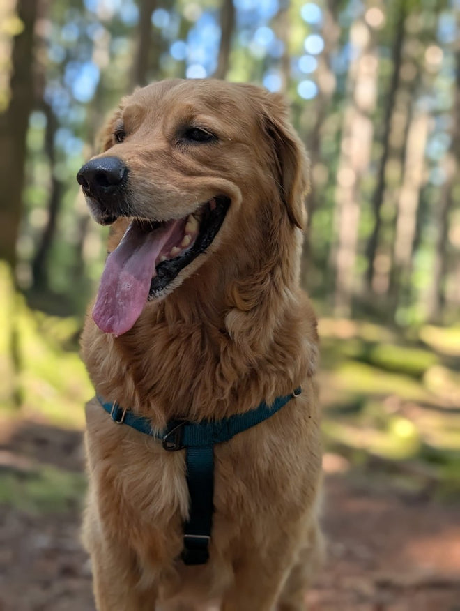 Basecamp Harness