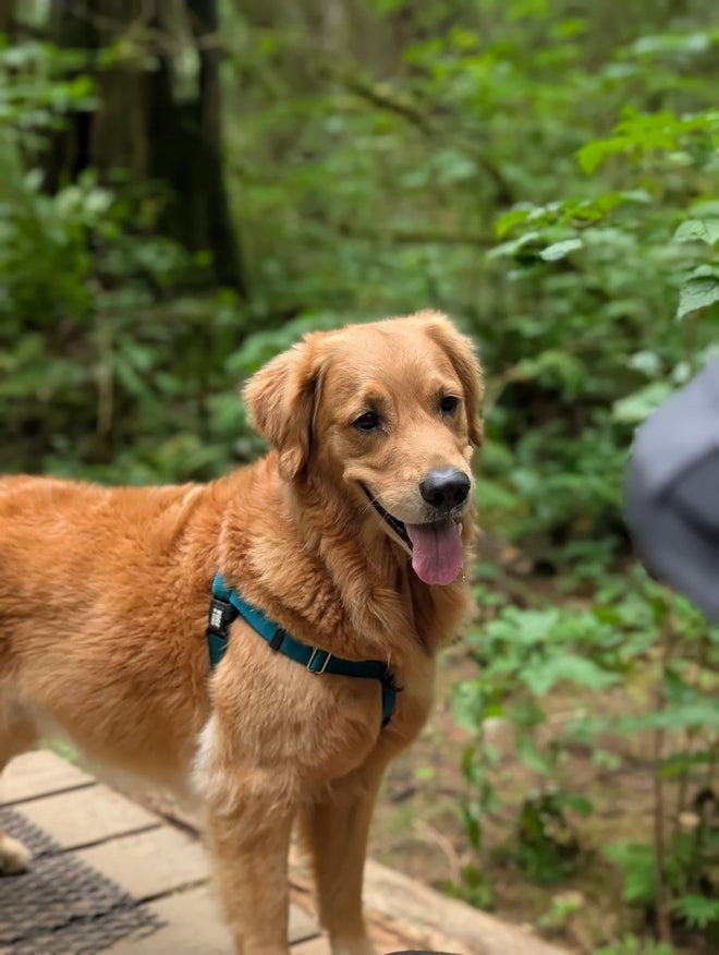 Basecamp Harness