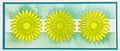 The Crafters Workshop Slimline Layered Triple Daisies