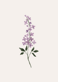 Lilas Flower Art Print